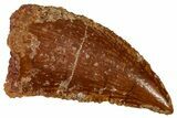 Serrated Raptor Tooth - Real Dinosaur Tooth #333370-1